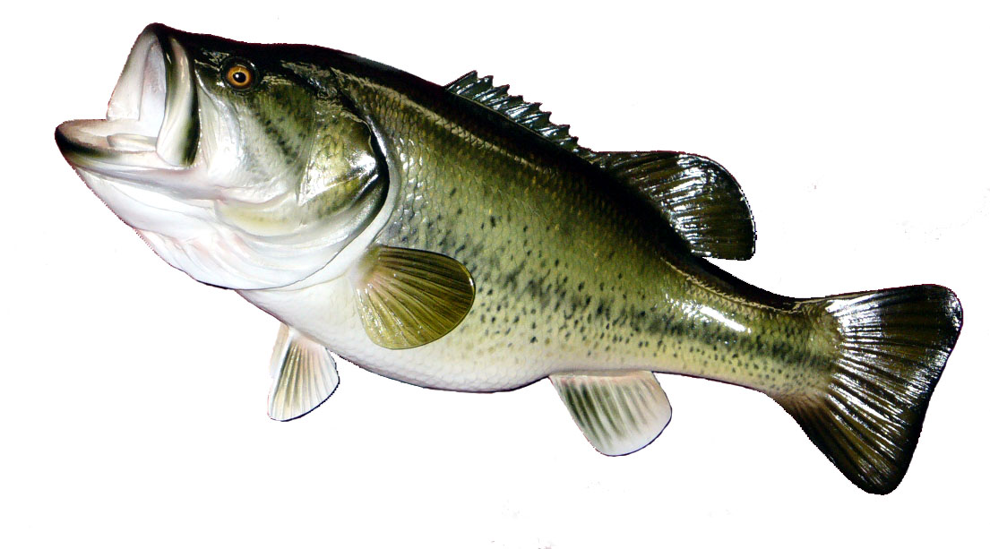 Skin-mount fish trophy